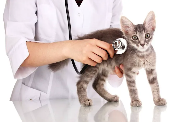 Veterinarian /USDA Vet Picture 10