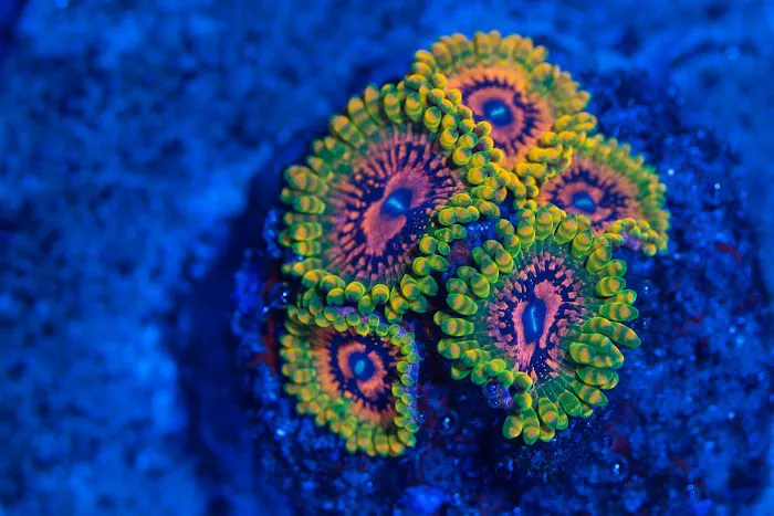 Coral Craze Picture 1