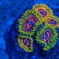Coral Craze ico