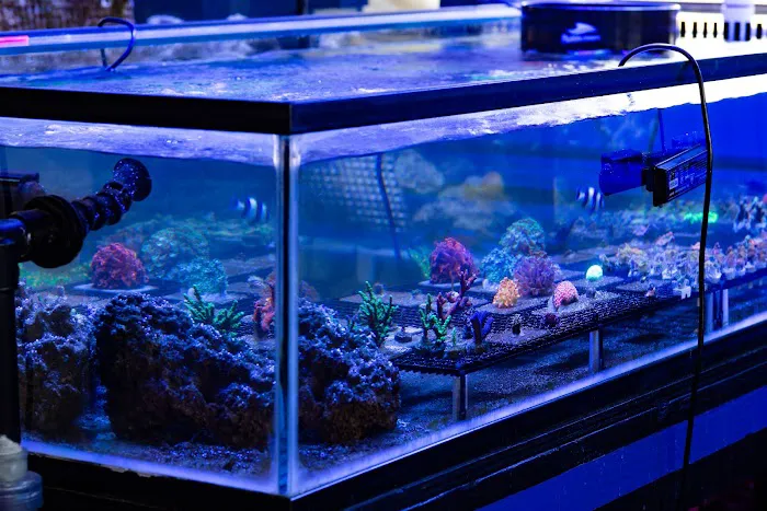 Coral Craze Picture 3