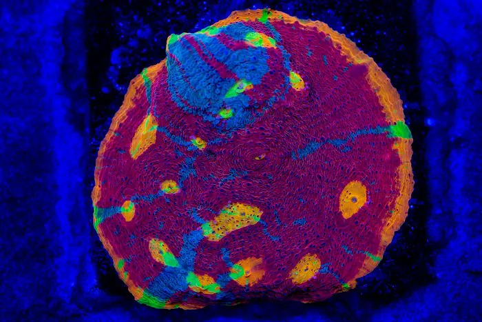Coral Craze Picture 5