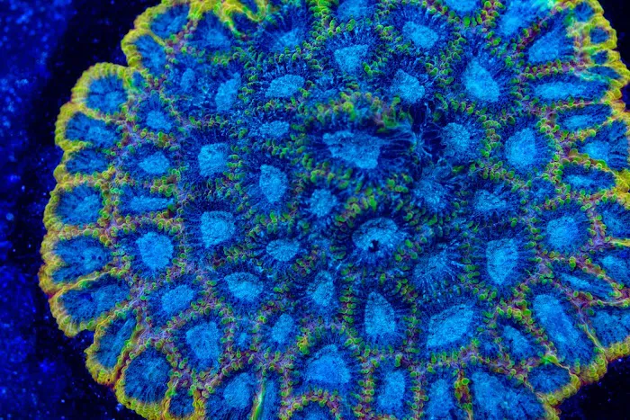 Coral Craze Picture 4