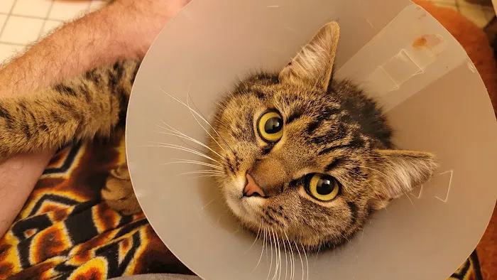Queens Midway Animal Hospital Picture 4