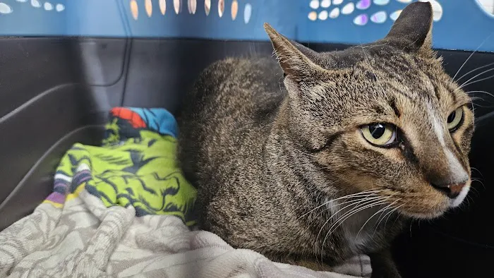 Queens Midway Animal Hospital Picture 7