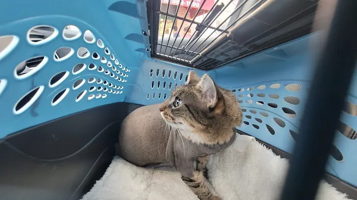 Queens Midway Animal Hospital Picture 5