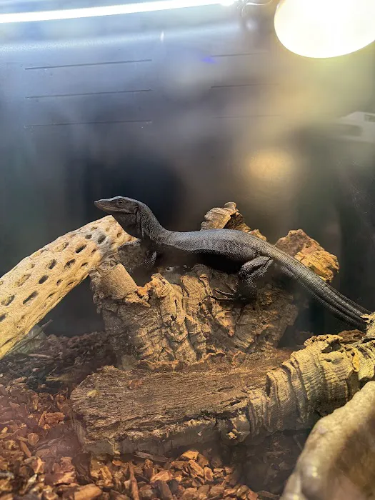 Gx3 Reptiles and Exotic Pets Picture 3