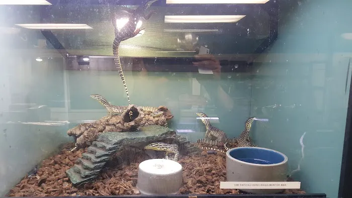Gx3 Reptiles and Exotic Pets Picture 8