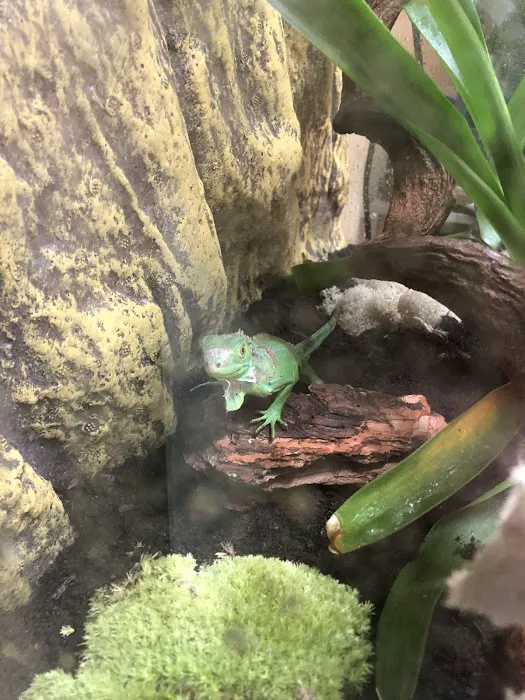 Gx3 Reptiles and Exotic Pets Picture 10