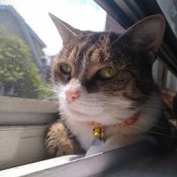 Fresh Meadows Animal Clinic ico