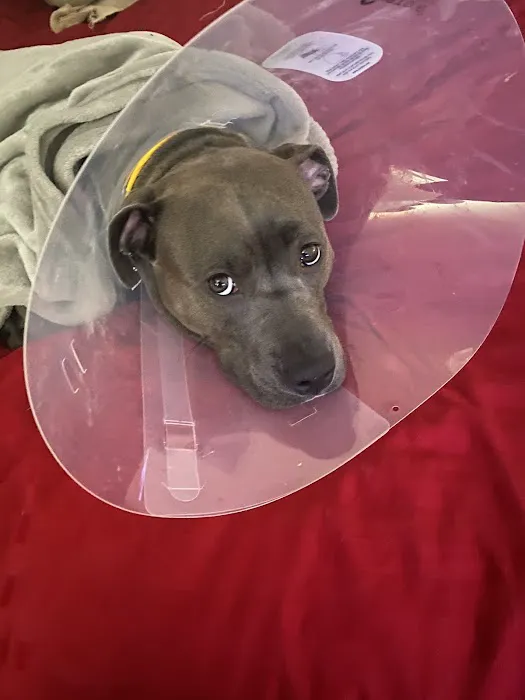 Animal Hospital of Elmont Picture 3