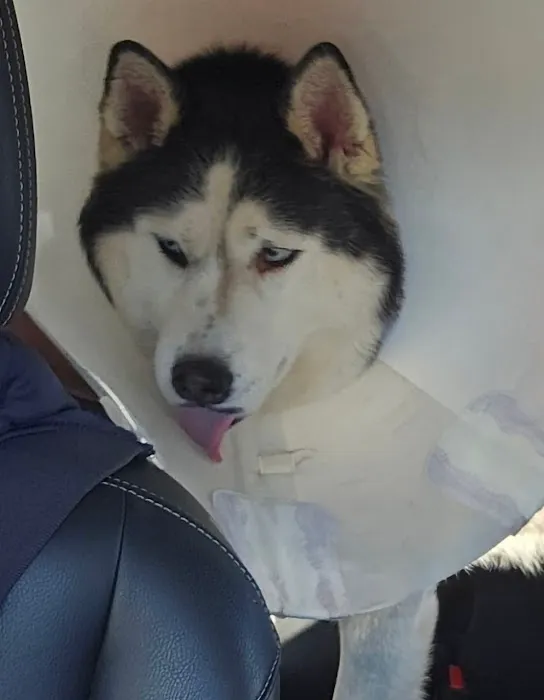Animal Hospital of Elmont Picture 1