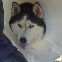 Animal Hospital of Elmont ico