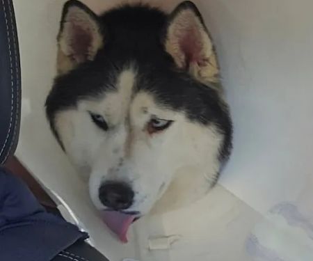 Animal Hospital of Elmont