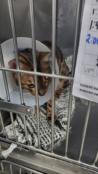 Animal Hospital of Elmont Picture 5