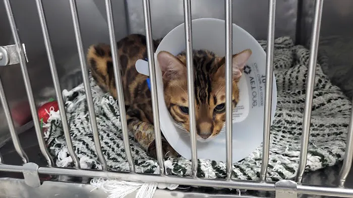 Animal Hospital of Elmont Picture 9