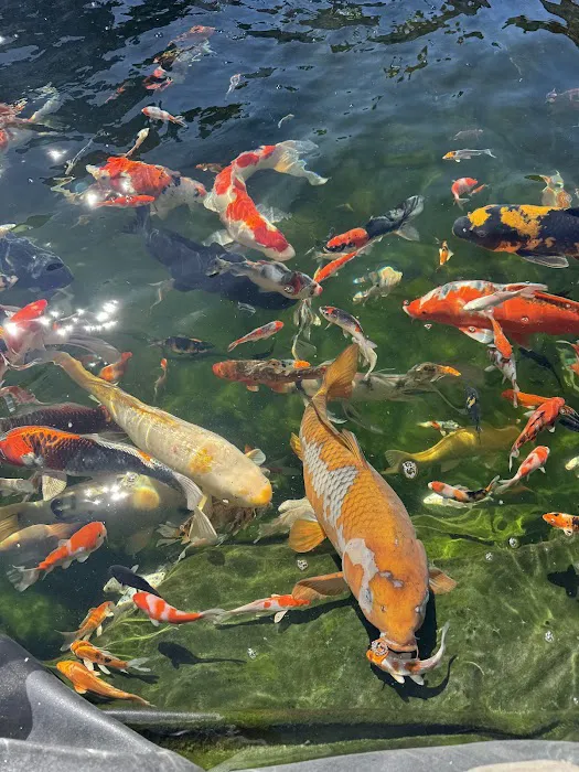 KL JAPANESE KOI Picture 1