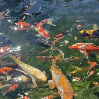 KL JAPANESE KOI ico