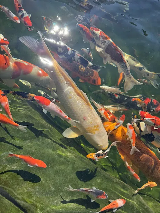 KL JAPANESE KOI Picture 3