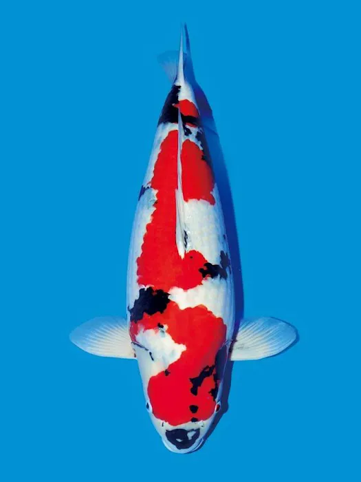 KL JAPANESE KOI Picture 2