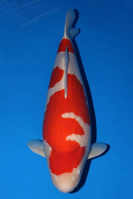 KL JAPANESE KOI Picture 4