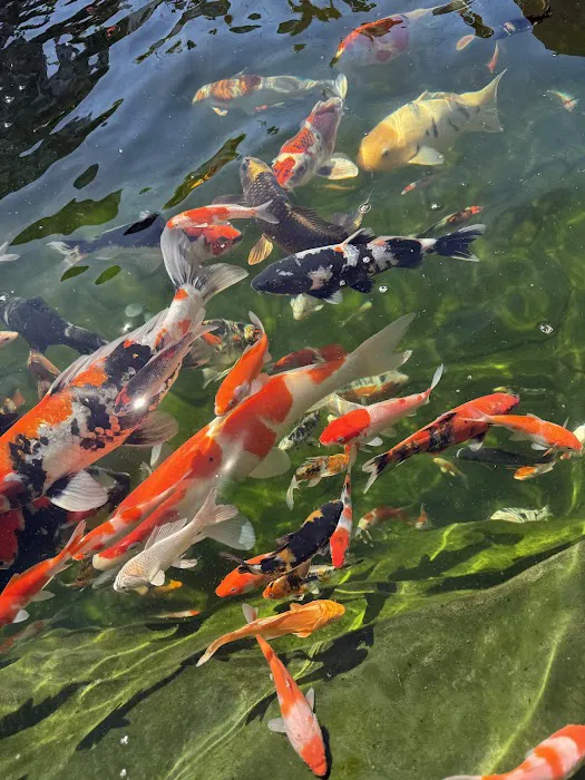 KL JAPANESE KOI Picture 10