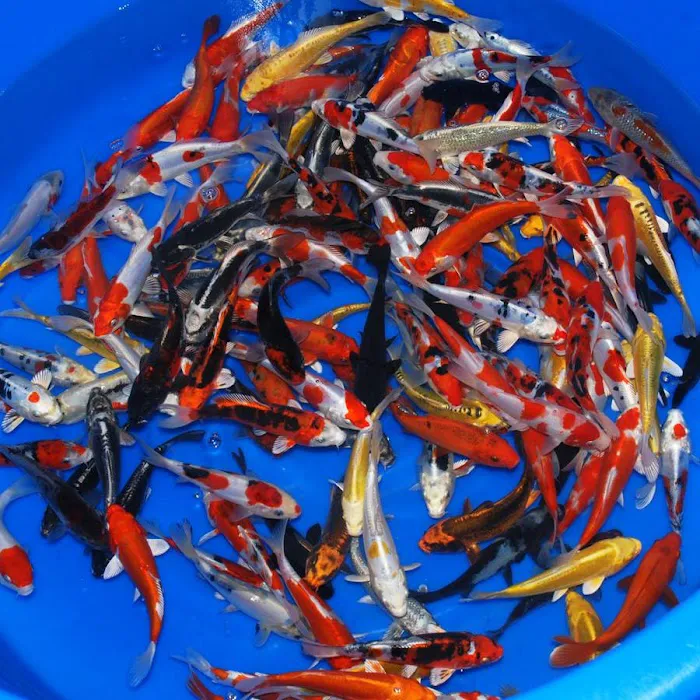 KL JAPANESE KOI Picture 5