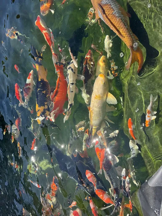 KL JAPANESE KOI Picture 9