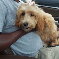 Banfield Pet Hospital ico