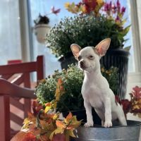 Bellerose Animal Hospital ico
