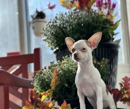 Bellerose Animal Hospital