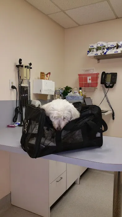 Bellerose Animal Hospital Picture 7