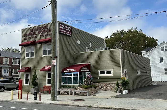 Bellerose Animal Hospital Picture 3
