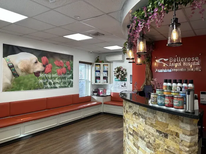 Bellerose Animal Hospital Picture 9