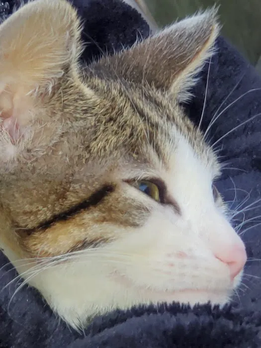 Animal Adoption Veterinary Center Picture 2