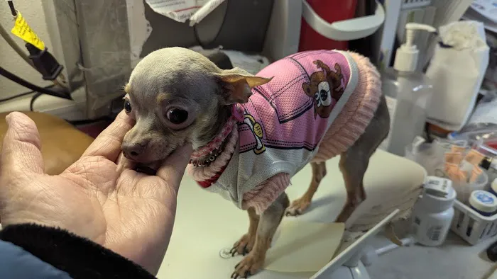 Animal Adoption Veterinary Center Picture 3