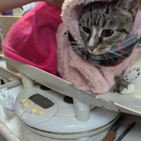 Animal Adoption Veterinary Center ico