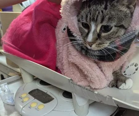 Animal Adoption Veterinary Center