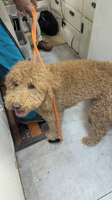 Animal Adoption Veterinary Center Picture 7