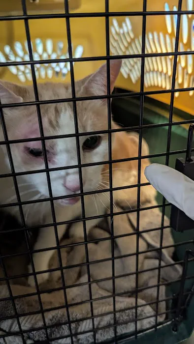 Animal Adoption Veterinary Center Picture 6