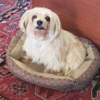 Low Cost Vet Mobile ico