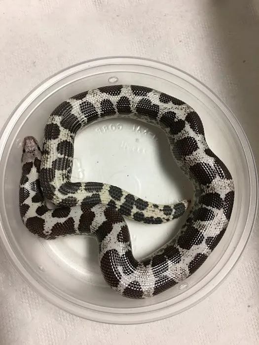 JTK Reptiles Picture 5