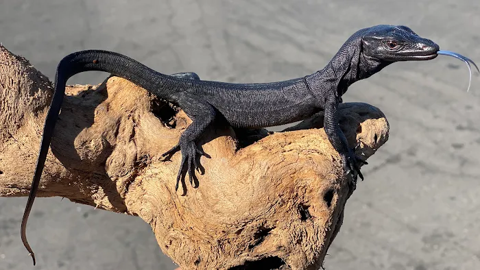 JTK Reptiles Picture 3