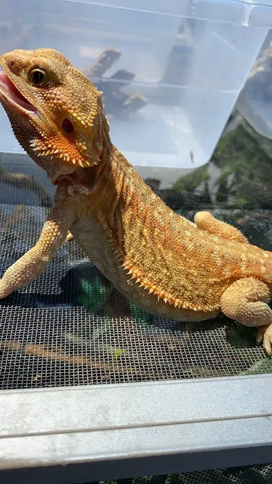 JTK Reptiles Picture 4