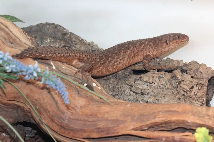JTK Reptiles Picture 7