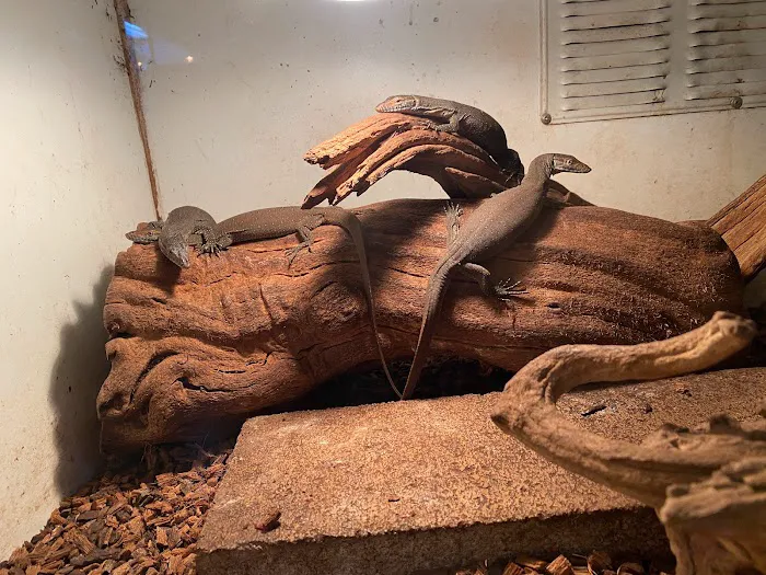 JTK Reptiles Picture 6