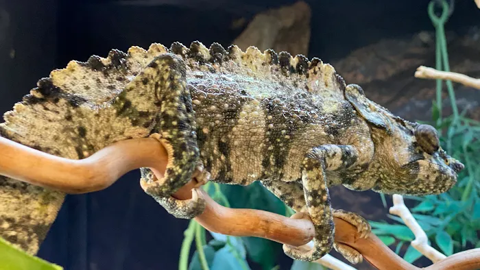 JTK Reptiles Picture 10