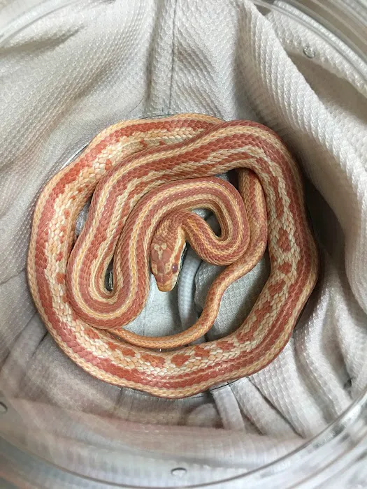 JTK Reptiles Picture 8
