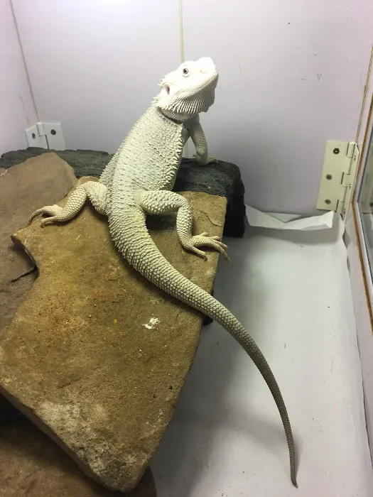 JTK Reptiles Picture 9