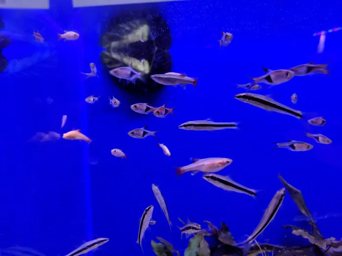 Age of Aquariums Picture 1