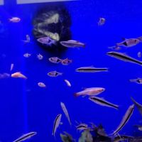 Age of Aquariums ico